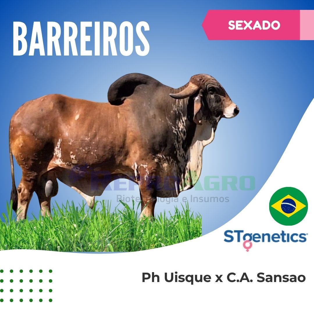 BARREIROS SEXADO