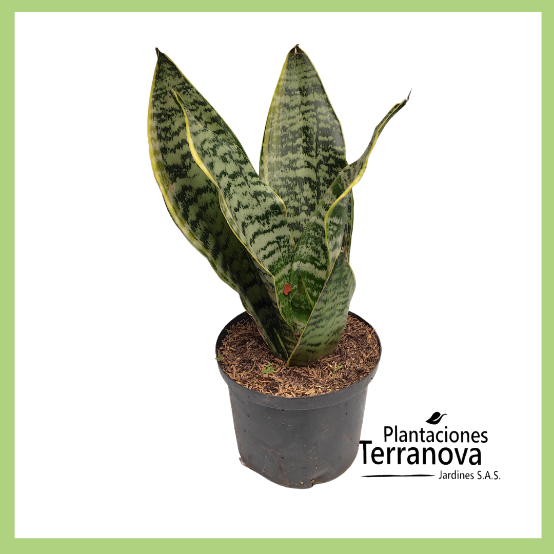SANSEVIERIA MINI