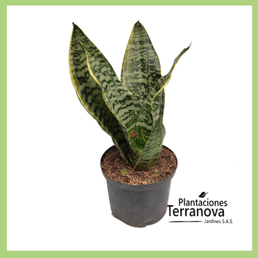 SANSEVIERIA MINI - imagen 1