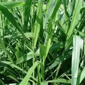  Marandú Brachiaria Brizantha x Kilo - imagen 1