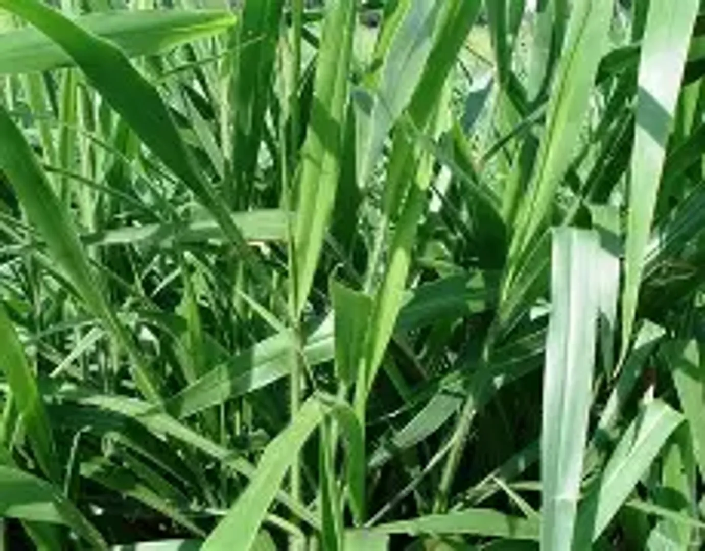 Marandú Brachiaria Brizantha x Kilo
