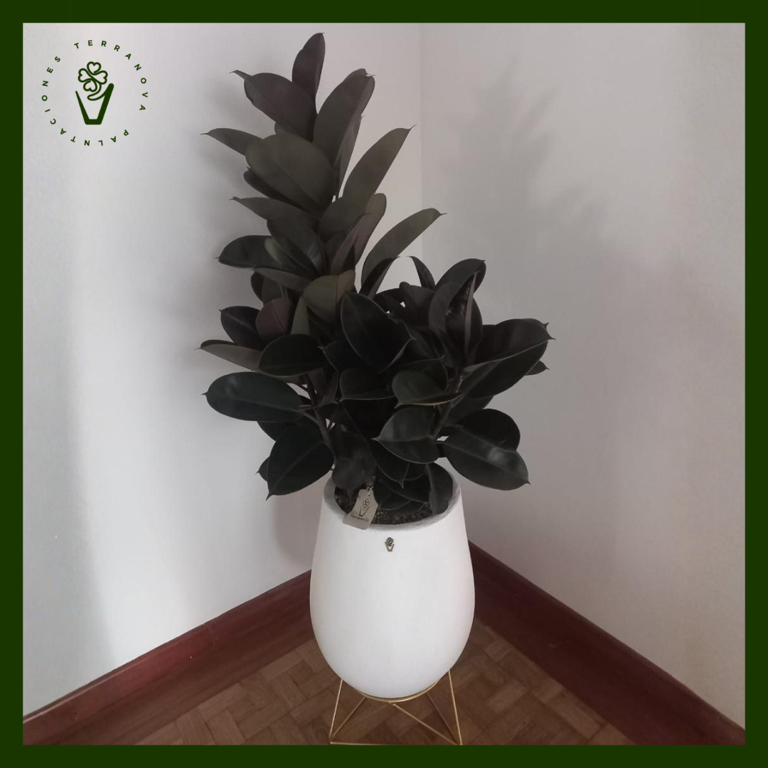 COMBO FICUS ELASTICO (VARIAS VARAS)