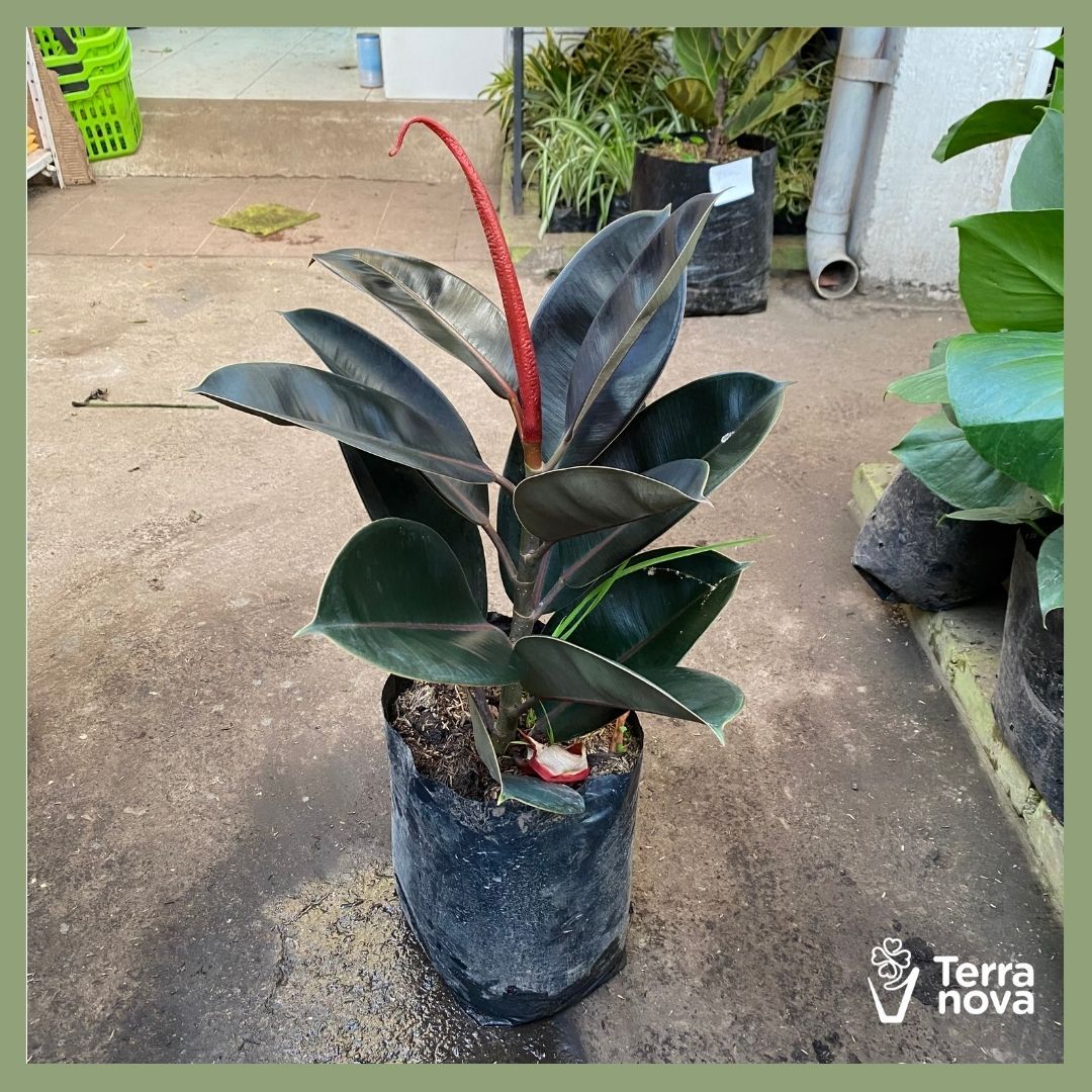 FICUS ELASTICO (CAUCHO) #3