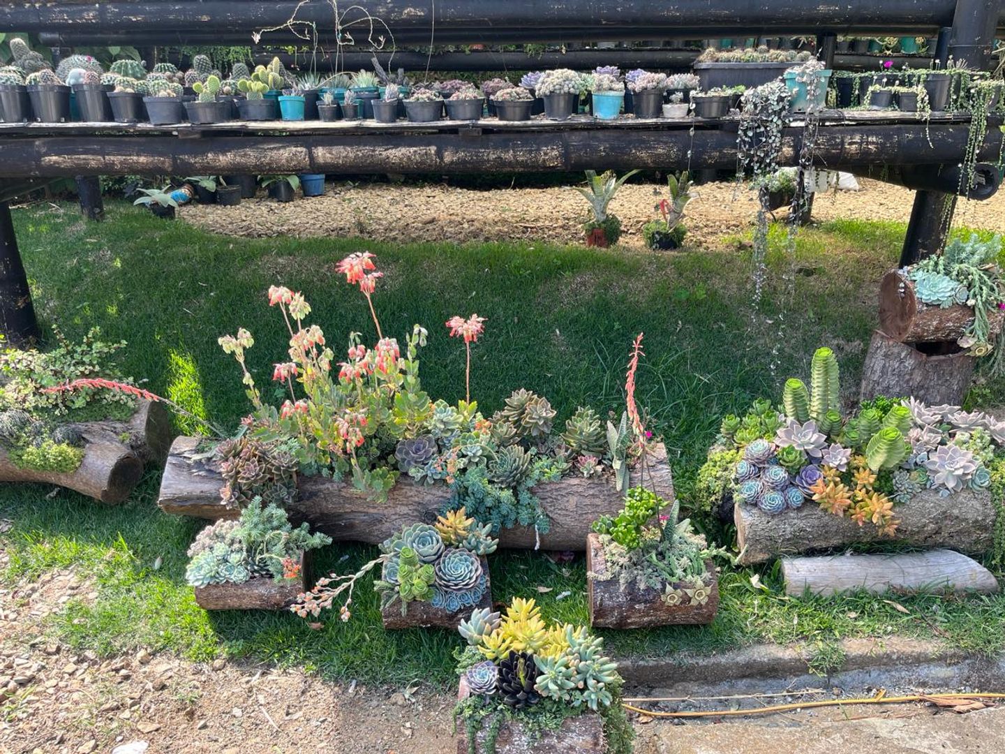 JARDINES SUCULENTAS TRONCO 