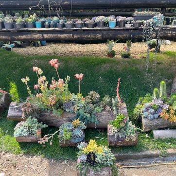 JARDINES SUCULENTAS TRONCO  - imagen 4