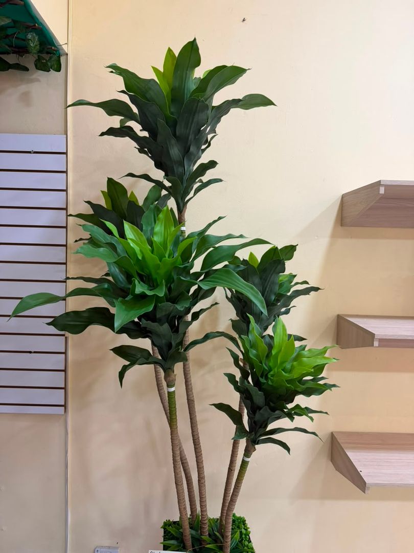 PLANTA DE DRACENA AMERICANA X 5 TALLOS