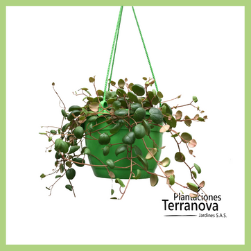 CANASTA CENTAVITO - imagen 1