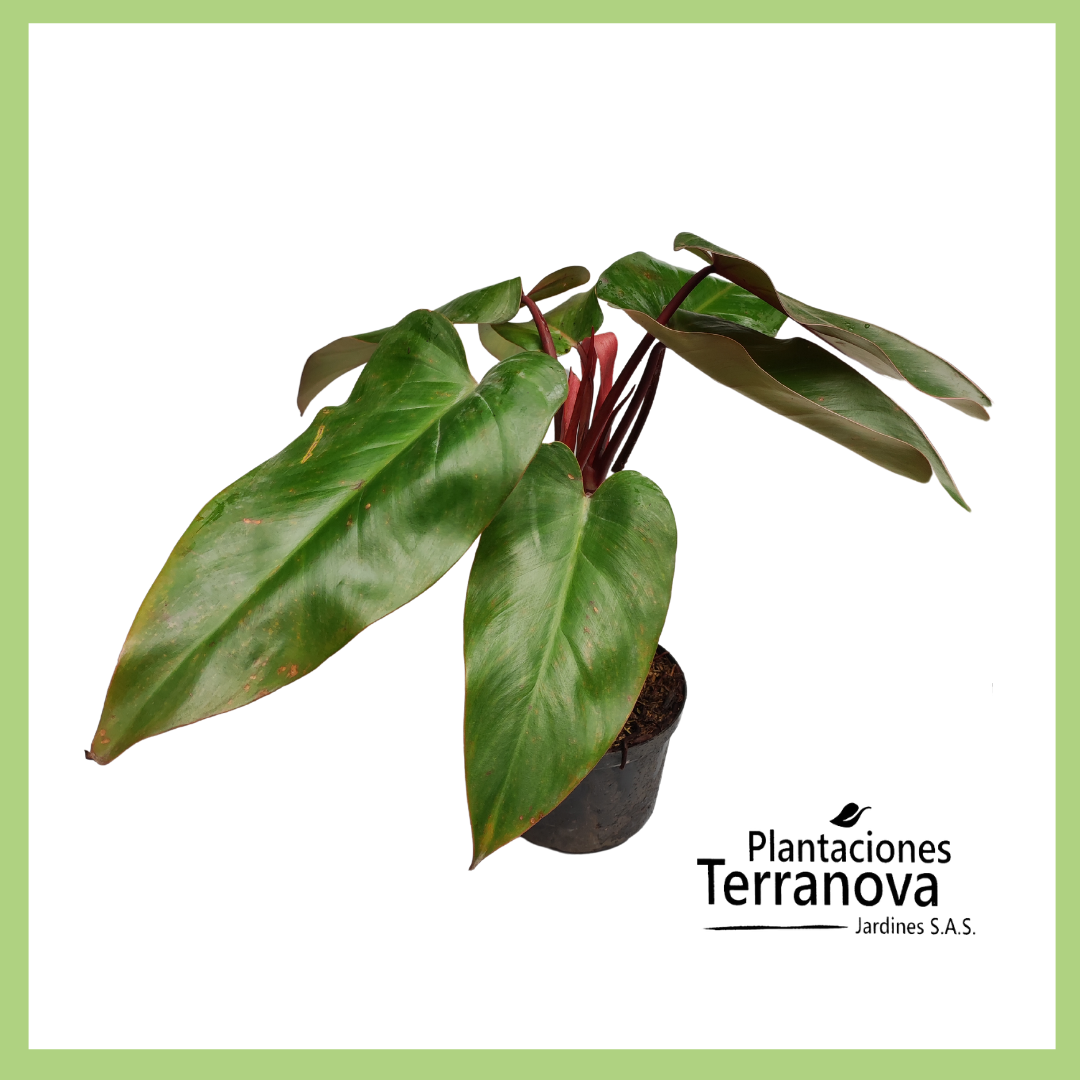 PHILODENDRON VENA ROJA