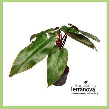 PHILODENDRON VENA ROJA - imagen 1