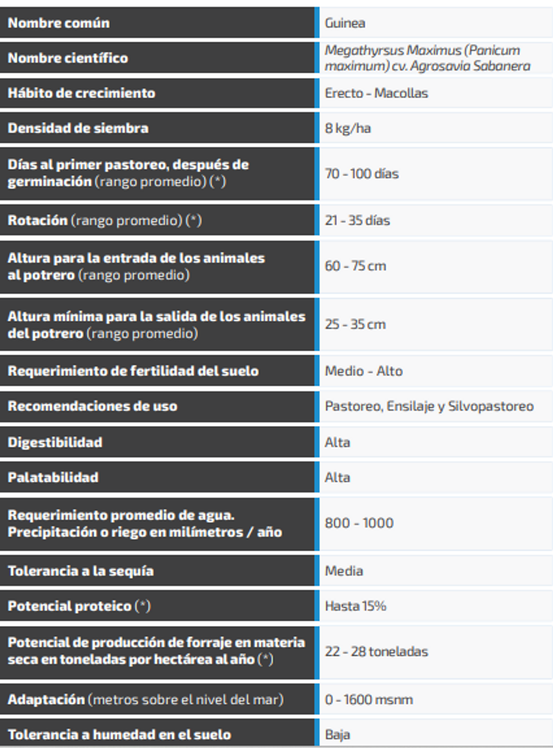 Guinea Panicum Maximum Agrosavia Sabanera (Incrustada) x Kilo