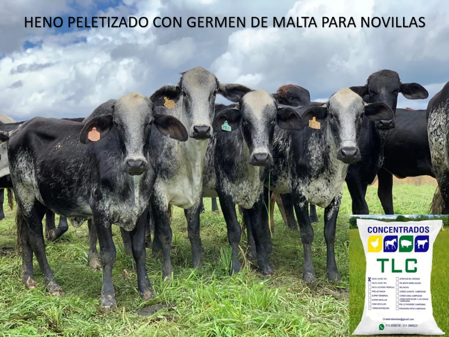 HENO PELETIZADO CON GERMEN DE MALTA PARA NOVILLAS