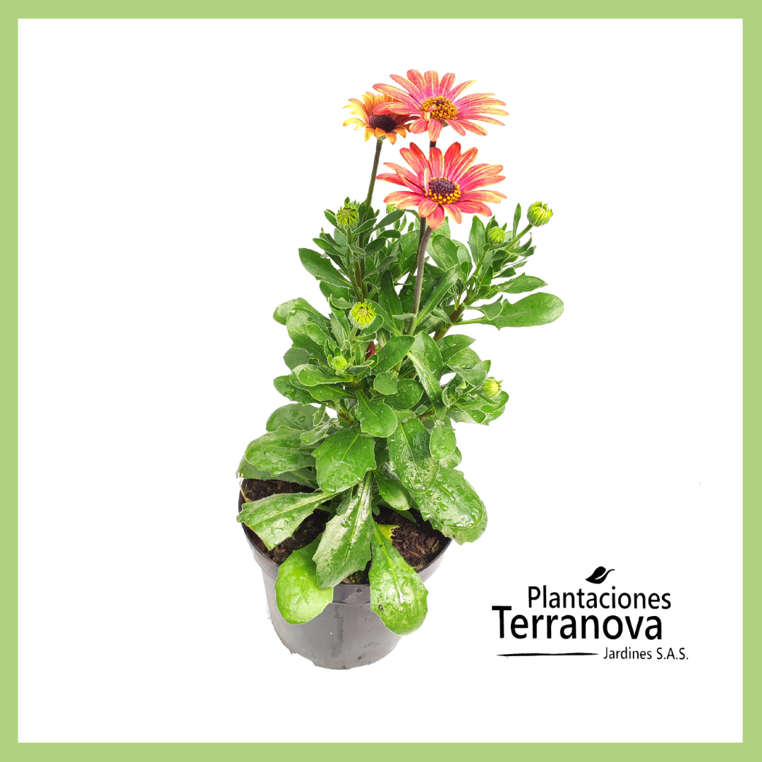 MARGARITA PUNTO AZUL