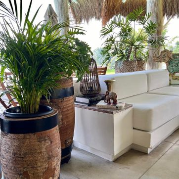  MATERA CHONTA - imagen 2