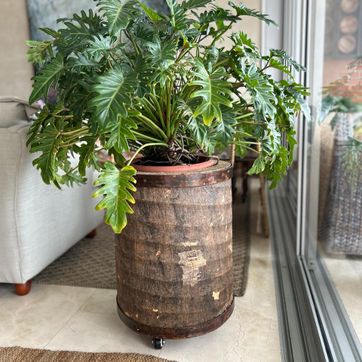  MATERA CHONTA - imagen 3