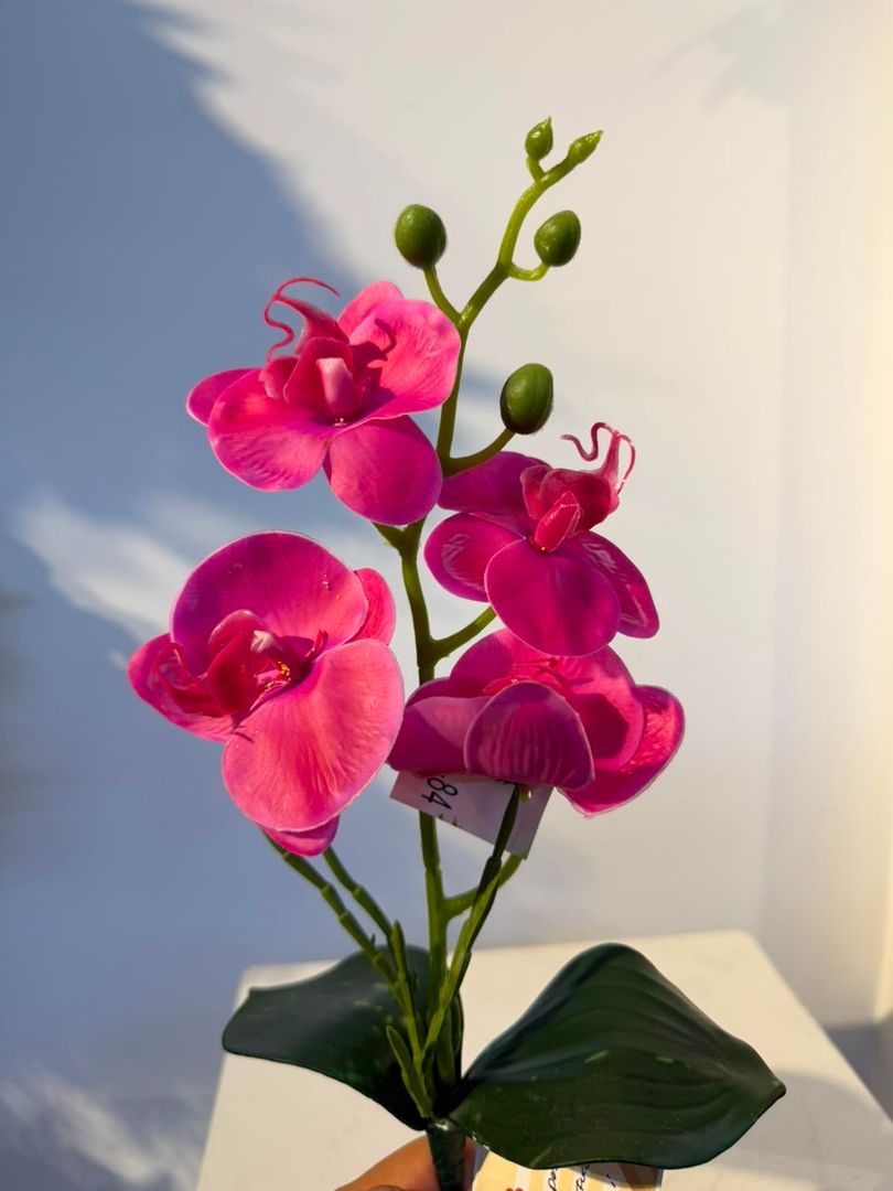 MINI PLANTA DE ORQUIDEA LATEX FUCSIA