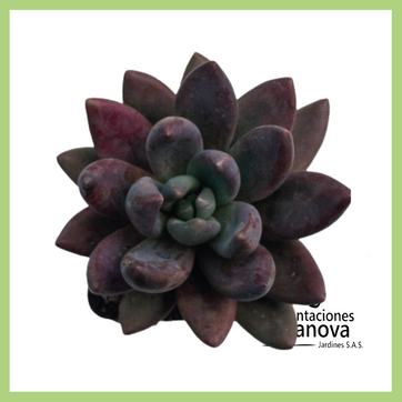 Imagen del producto PACHYVERIA BLUE MIST