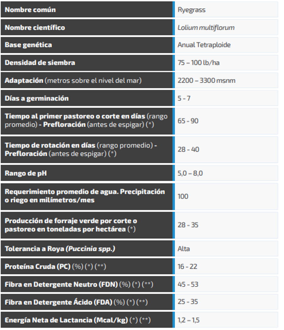 Ryegrass Big Daddy (Anual tetraploide x Kilo