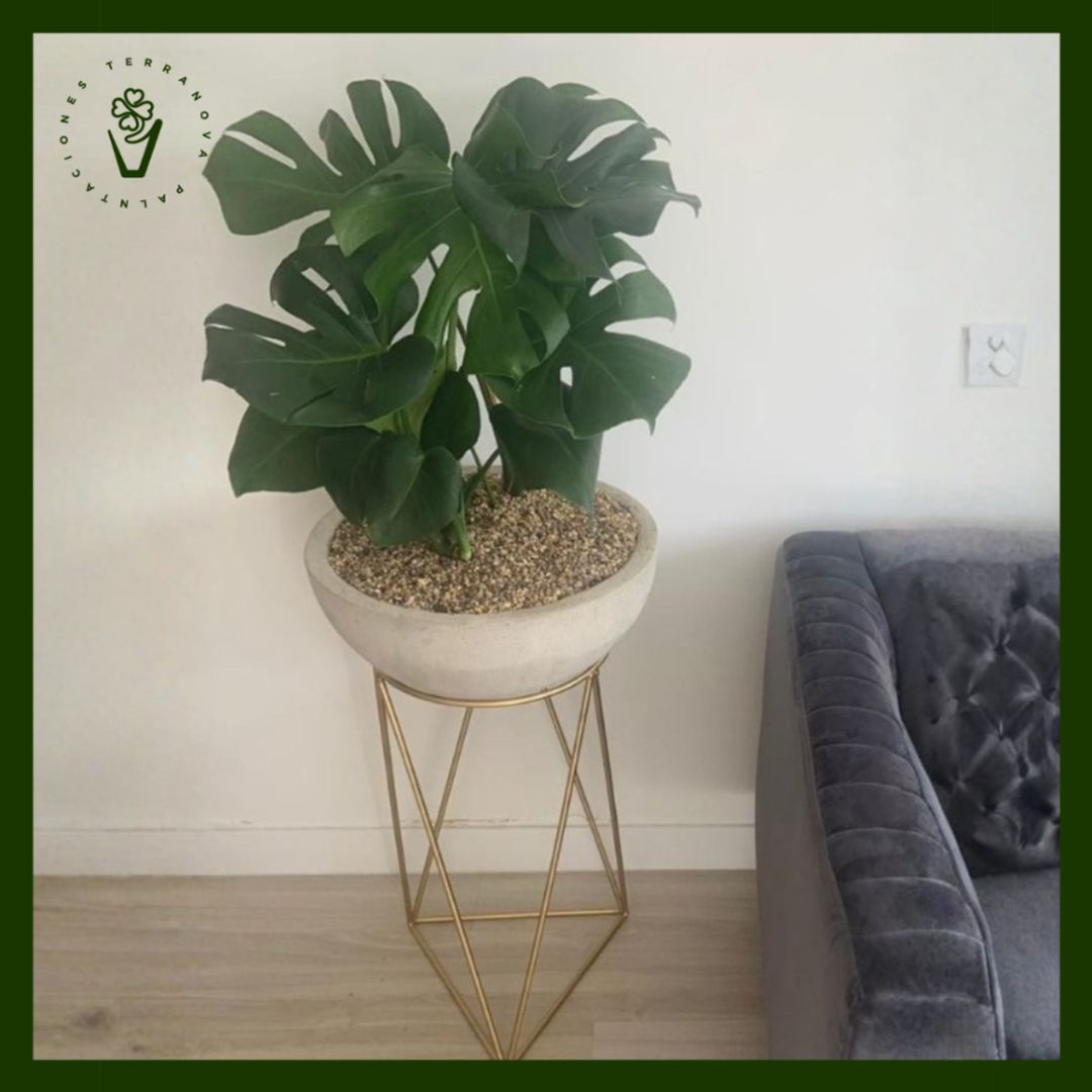 COMBO MONSTERA DELICIOSA