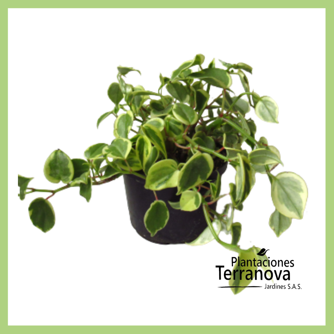 PILEA COLGANTE