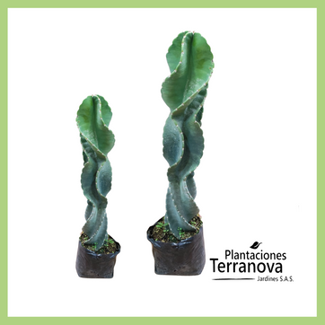 CACTUS TORNILLO - imagen 1