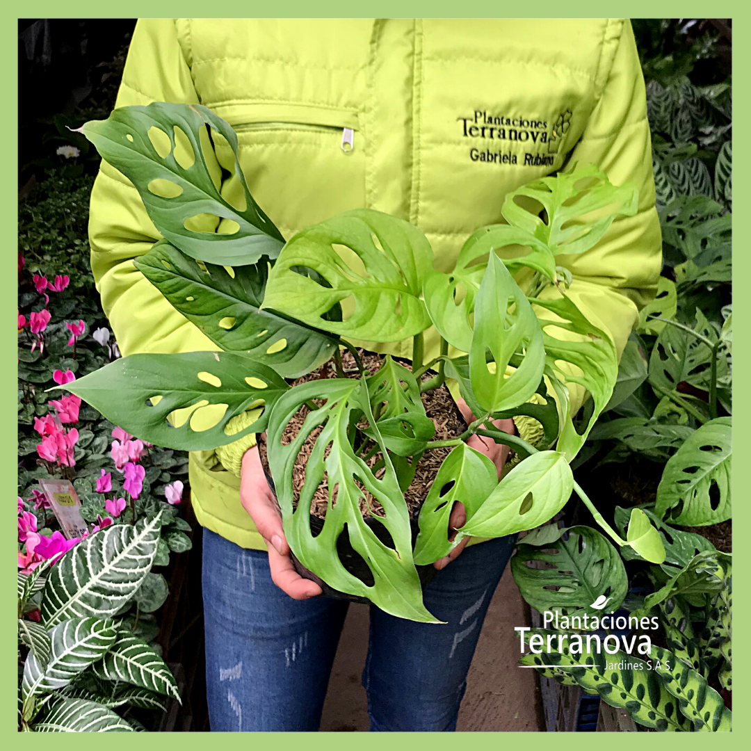 MONSTERA ADANSONII