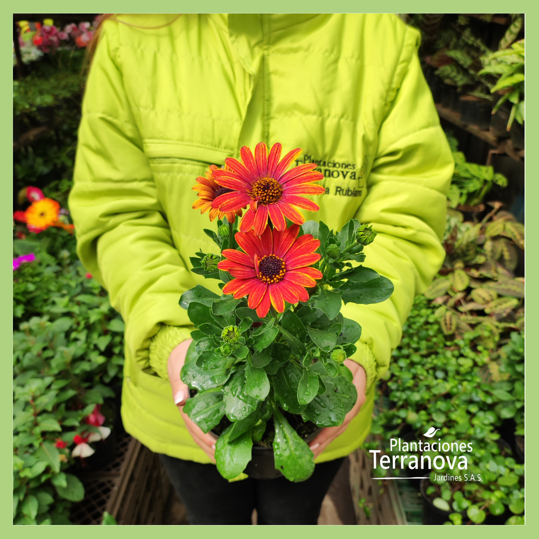 MARGARITA PUNTO AZUL