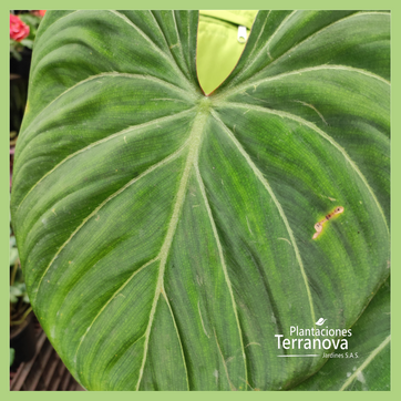 PHILODENDRON GLORIOSUM - imagen 3