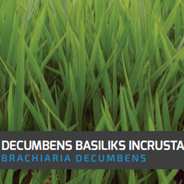 Brachiaria Decumbens Basilisk (Incrustada) x Kg - imagen 1