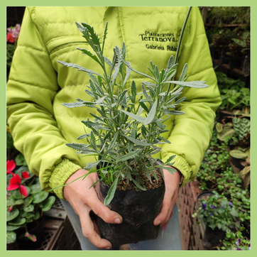 LAVANDA - imagen 2
