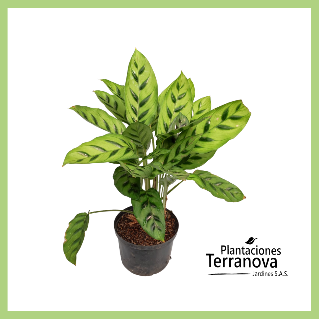 CALATHEA 10 MANDAMIENTOS