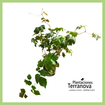 HIEDRA UÑA DE GATO  - imagen 1