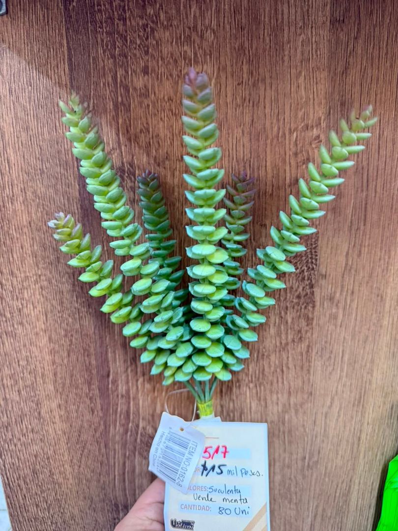 SUCULENTA TIPO ALGA VERDE CLARO