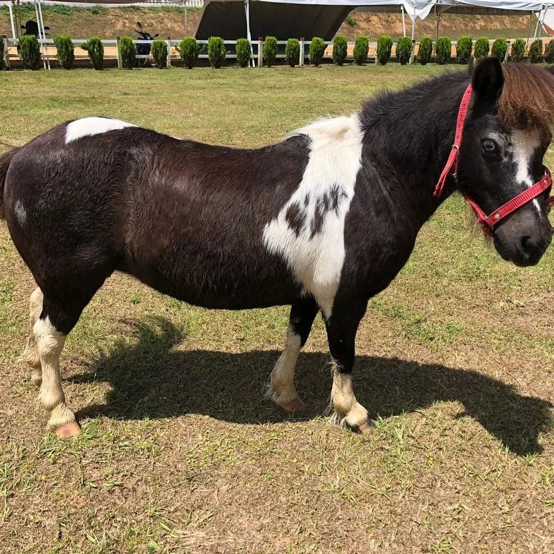 Yeguita minihorse de nombre Pimienta 