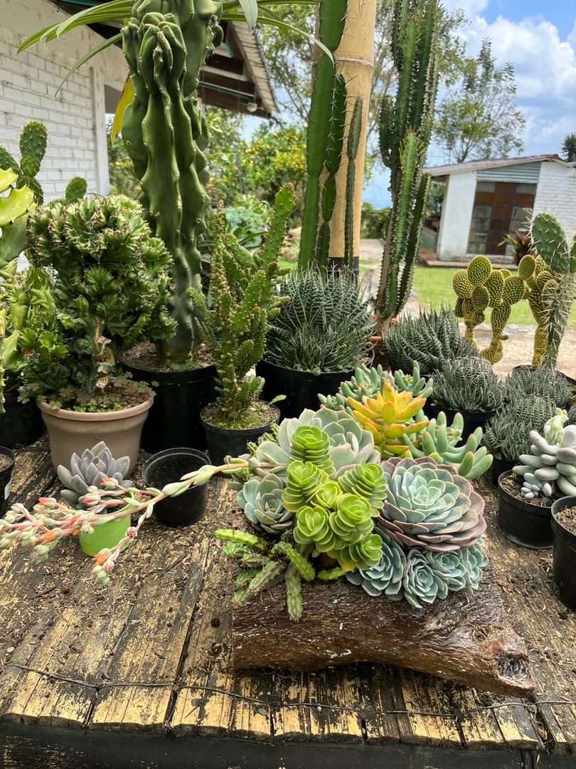 JARDINES SUCULENTAS TRONCO 