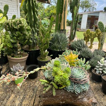 JARDINES SUCULENTAS TRONCO  - imagen 6