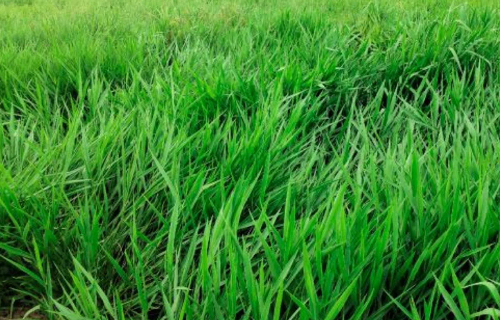 Decumbens Brachiaria  Basilisk x Kilo