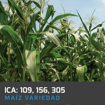 Maiz ICA V - 109 ( Amarillo certificado) x Kilo - imagen 1