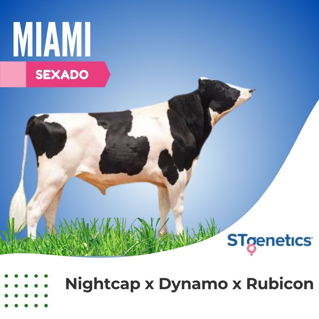 MIAMI SEXADO