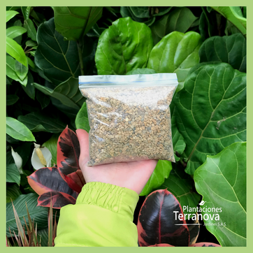 GRAVILLA PEQUEÑA - imagen 1