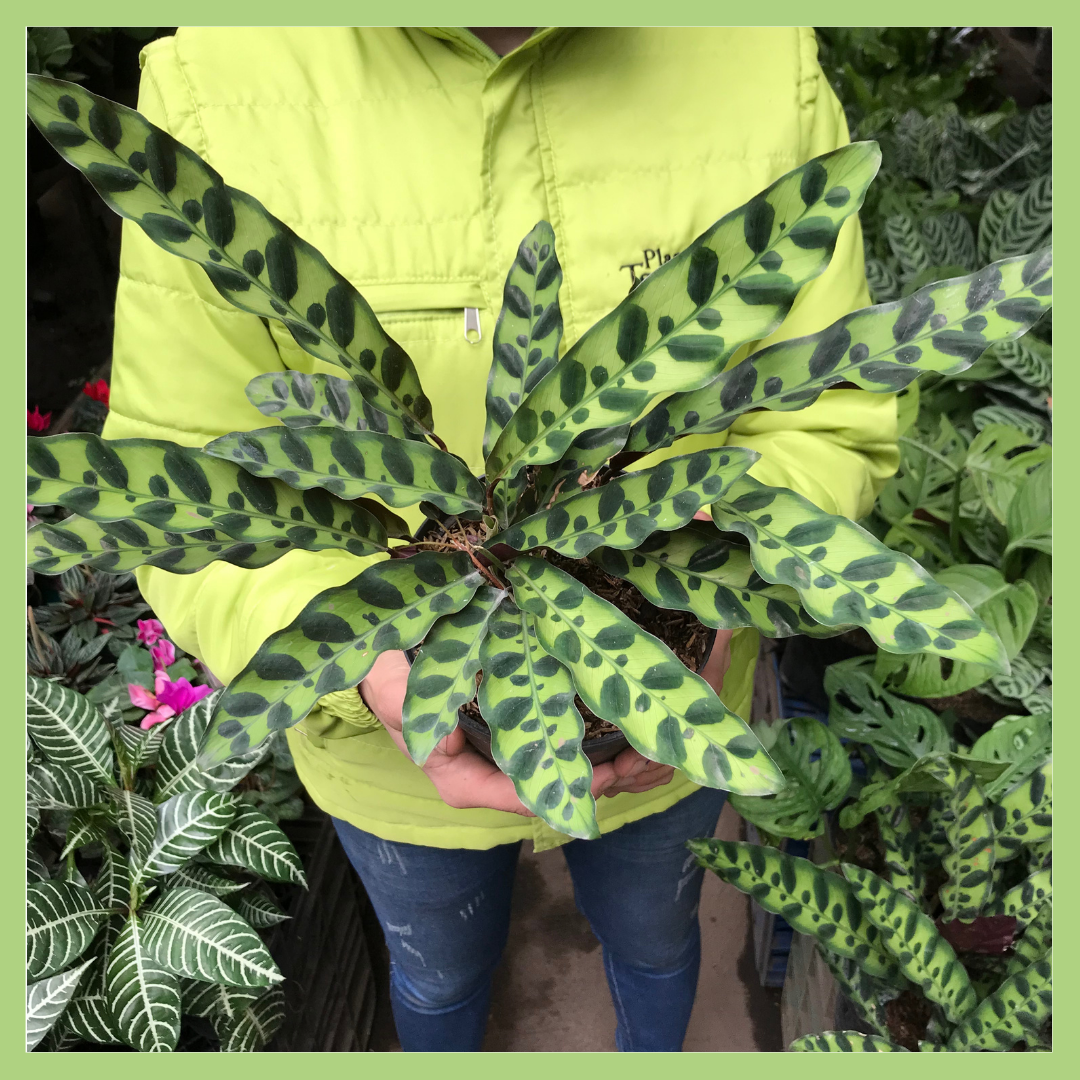 CALATHEA GOEPPERTIA