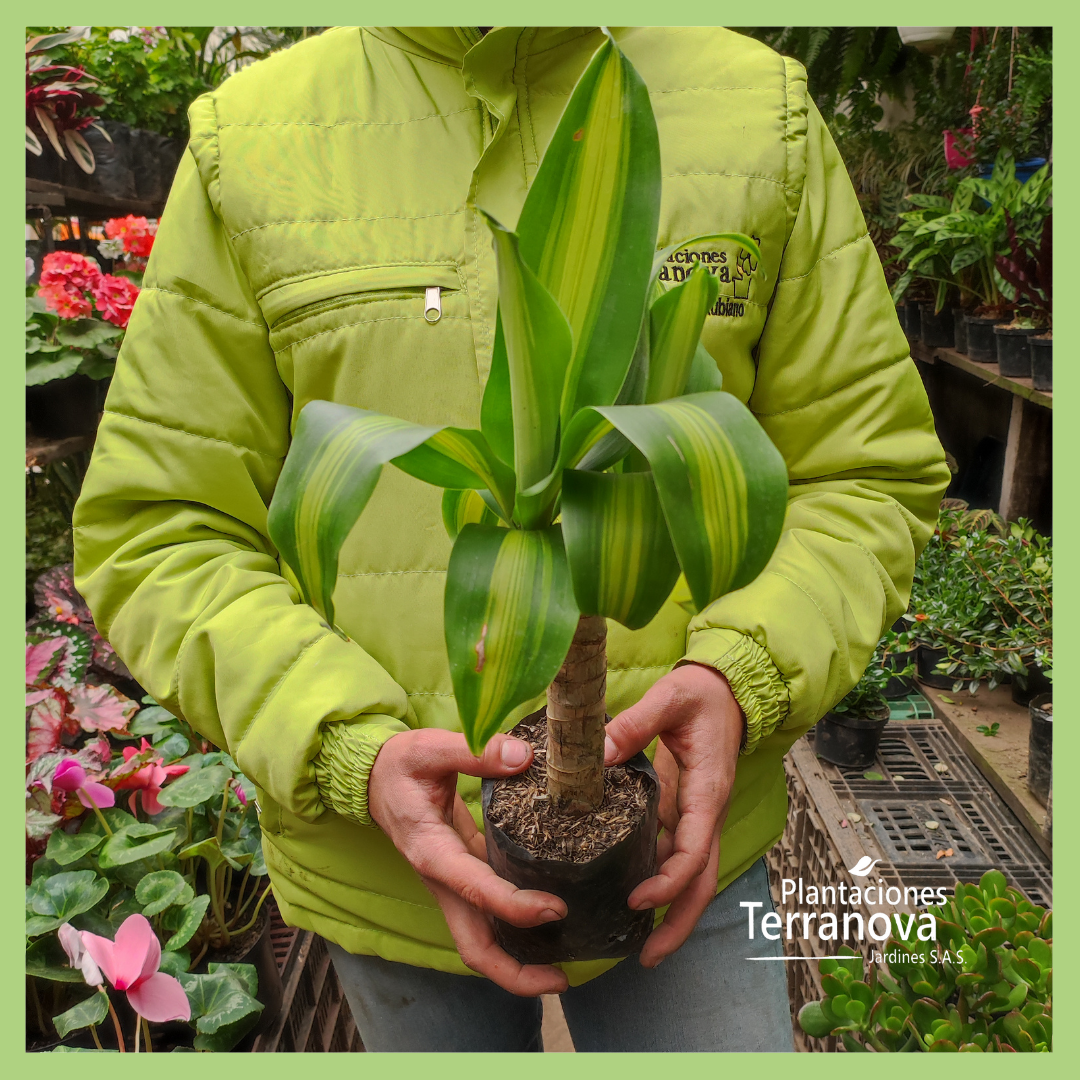 TRONQUITO DE LA FELICIDAD