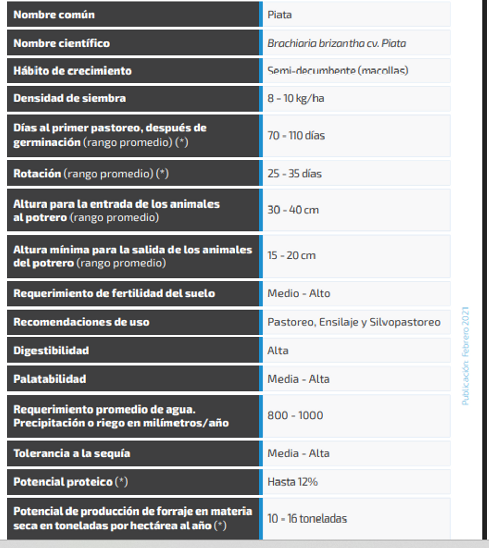 Piata Brachiaria Brizantha  (Incrustada) x Kilo