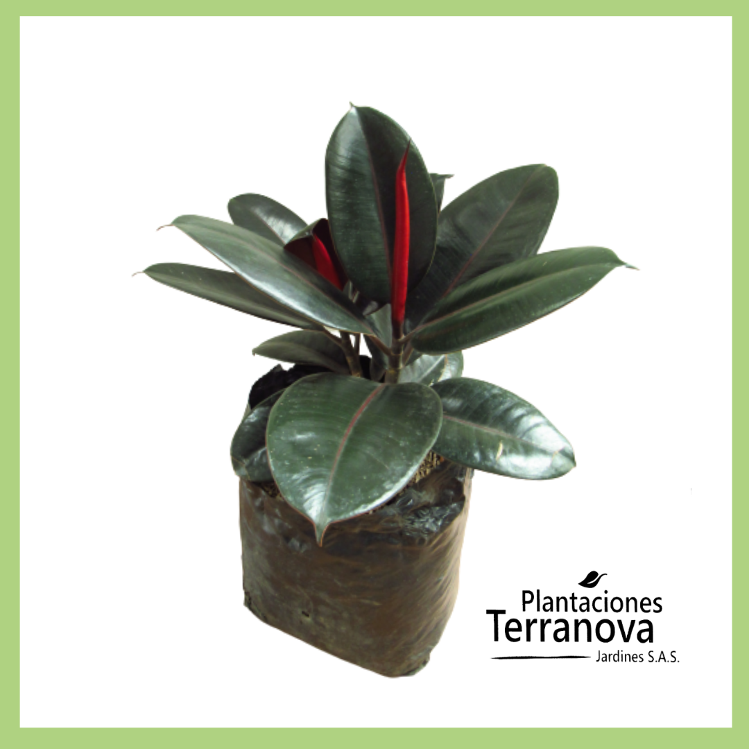 FICUS ELASTICA BURGUNDY