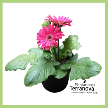 GERBERA - imagen 1