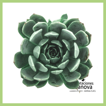 Imagen del producto ECHEVERIA NORMA