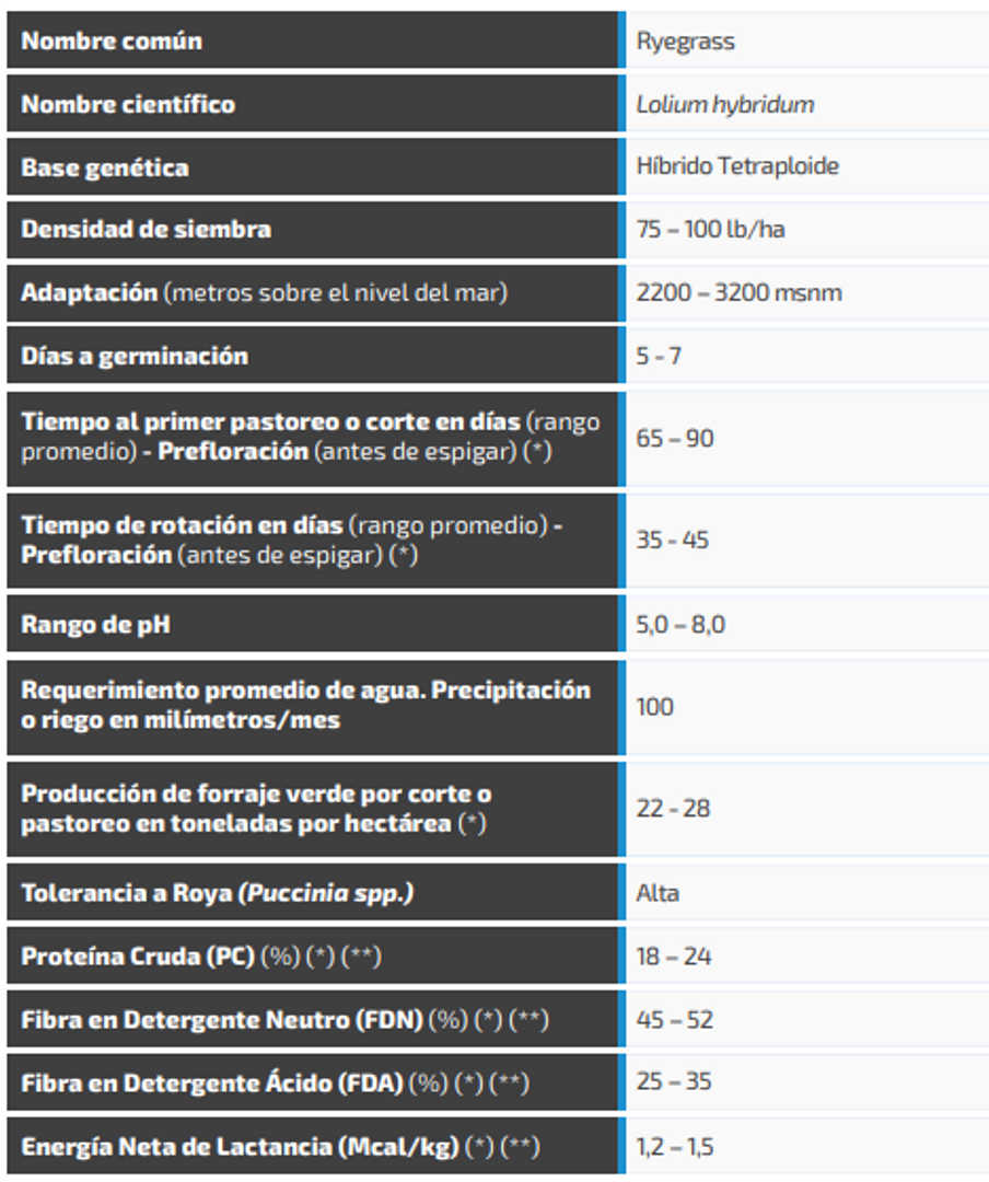 Ryegrass Dorcas (Híbrido tetraploide) x Kilo