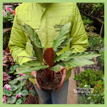 CALATHEA RUFIBARBA - imagen 2