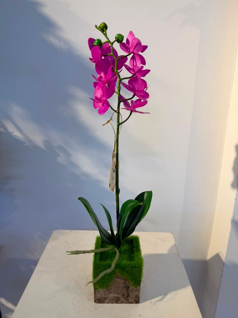 ORQUIDEA ZAPATICO FUCSIA