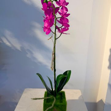 Imagen del producto ORQUIDEA ZAPATICO FUCSIA
