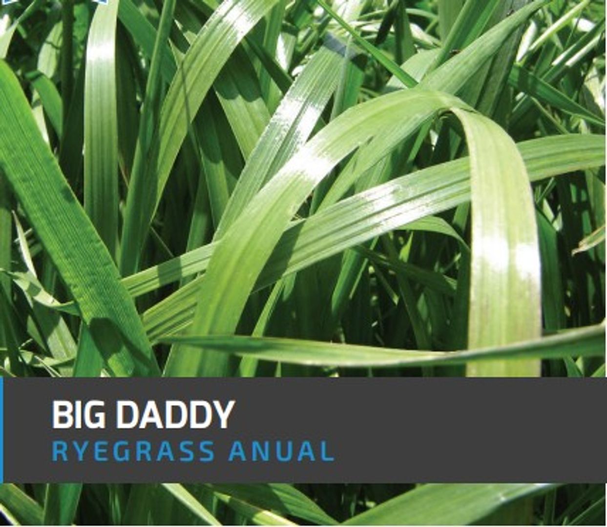 Ryegrass Big Daddy (Anual tetraploide x Kilo